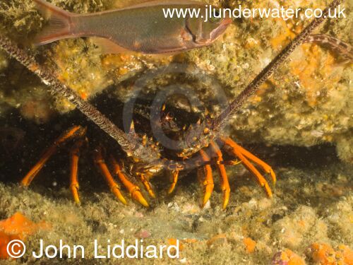 New Zealand. Tawharanui regional park and marine reserve. Takatu Point. Crayfish. Spiny lobster. Saltwater crayfish. New Zealand Diving. https://nzdiving.co.nz.