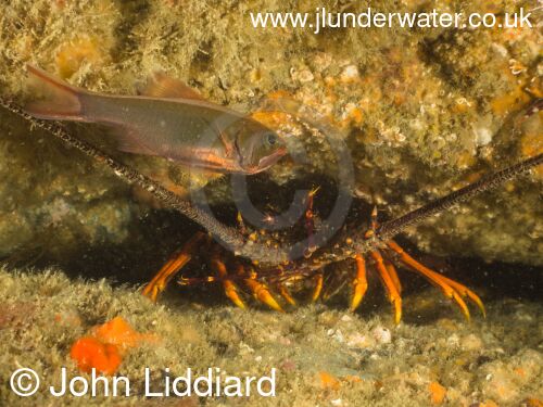New Zealand. Tawharanui regional park and marine reserve. Takatu Point. Crayfish. Spiny lobster. Saltwater crayfish. New Zealand Diving. https://nzdiving.co.nz.